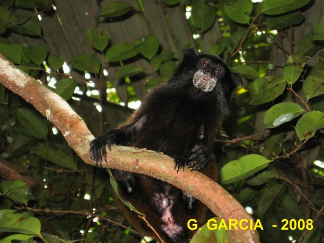 Saguinus nigrifrons
