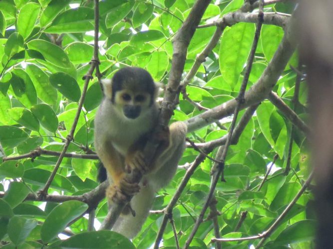 Proyecto Primates en Aguajales