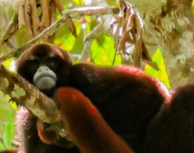 Reporte 2022. Informe del mono choro cola amarilla en la CC Bosques del Sinai  Uchiza.