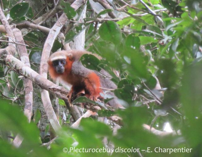 Plecturocebus discolor