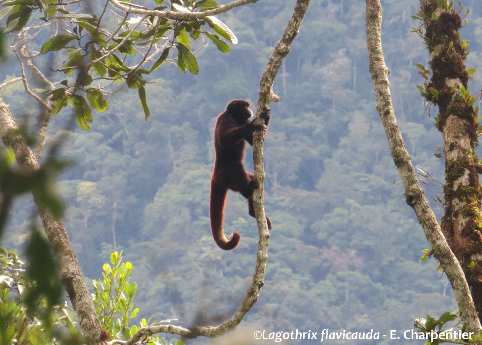 Lagothrix flavicauda