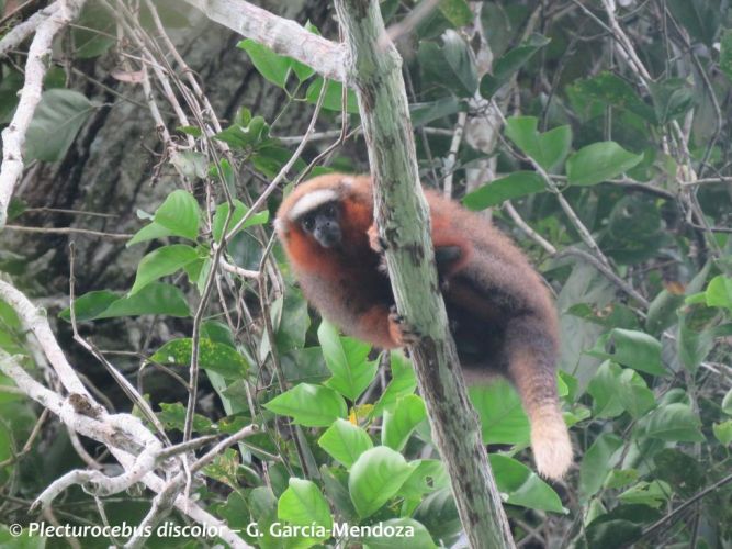 Plecturocebus discolor