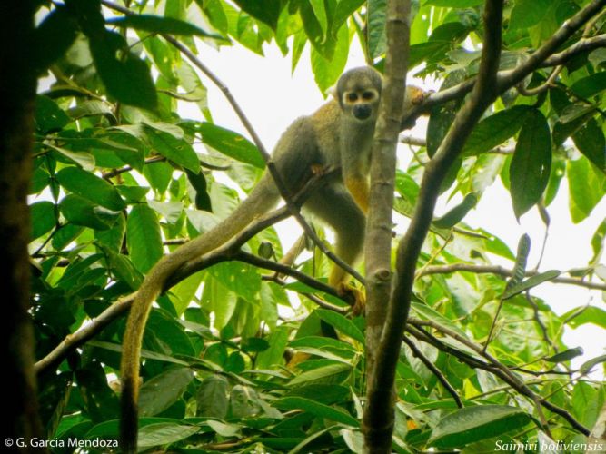 Saimiri boliviensis