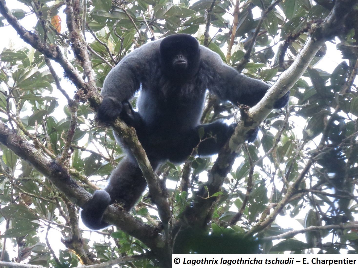 Lagothrix lagothricha tschudii