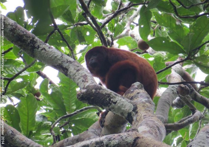 Alouatta seniculus