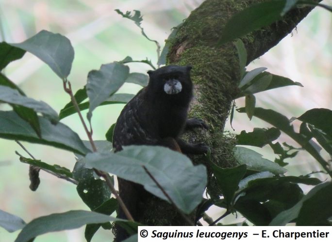 Saguinus leucogenys