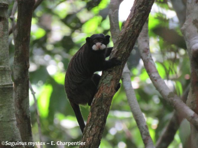 Saguinus mystax