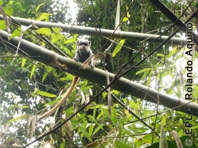 Saguinus imperator